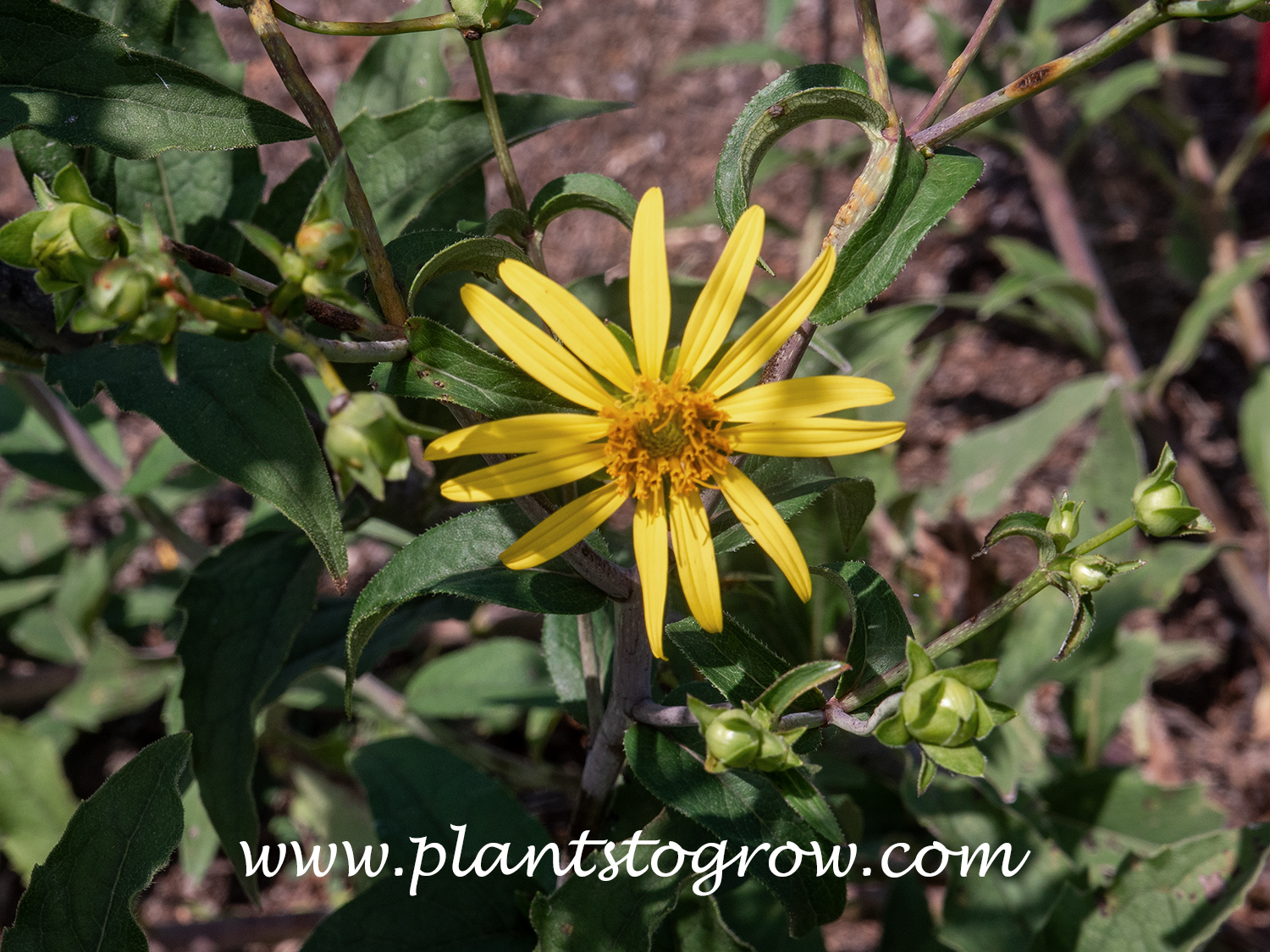 Whorled Rosinweed (Silphium trifoliatum)